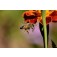 blumenmix_Tübinger_Biene