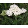 Achillea_millefolium