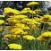 Achillea_filipendulina_Goldgarbe 