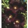 Alcea_rosea_Nigra_schwarz_Stockrose