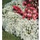 Alyssum_Carpet_Snow_Steinkraut