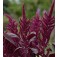 Amaranthus_cruentus_Oeschberg_Fuchsschwanz