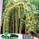 Fuchsschwanz_Amaranthus_caudatus_Green_Cascade