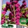 Fuchsschwanz_Amaranthus_caudatus_gibbosus_Dreadlocks