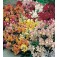 Antirrhinum_majus_Tom_Thumb