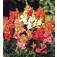 Antirrhinum_majus_Sachmo_Loewenmaeulchen