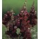 Antirrhinum majus_nanum_Black_Prince_Loewenmaeulchen
