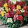 Antirrhinum_majus_Rembrandt