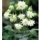 Aquilegia_vulgaris_Lime_Sorbet_Akelei