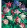 Aquilegia_vulgaris_Biedermeier
