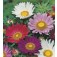 Aster_chinensis_Surpresso