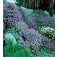 Aubrieta_cultorum_mix_Blaukissen