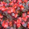 Begonie_Red_Comet