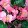 Begonie_rosa