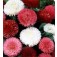 Bellis_Enorma_Double Mix_Gänseblümchen