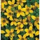 Goldmarie_Bidens_humilis_Golden_Eye