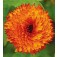 Ringelblume_Calendula_officinalis_Neon