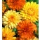 Ringelblume_Calendula_officinalis_Art_Shades