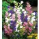 Glockenblume_Campanula_medium_Cottage