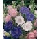 Campanula_medium_Tasse_und_Untertasse