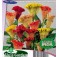 Celosia_argentea_cristata_Triangle_Mix