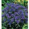 Kornblume_Centaurea_cyanus_Midget_Blue