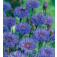 Kornblume_Centaurea_cyanus_Double_Blue 