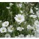 Cerastium_Biebersteinii_Hornkraut