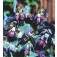 Cerinthe_major_Purperea_scene_Wachsblume