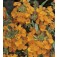 Cheiranthus_allionii_orange_Goldlack