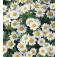 Zwerg-Margerite_Chrysanthemum_paludosum 