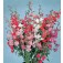 Clarkia_unguiculata_doppelt_Madelröschen
