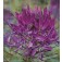 Cleome_hassleriana_Violet_Queen_Spinnenpflanze