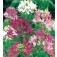 Cleome_hassleriana_Fountain_mix