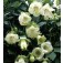 Cobaea_scandens_Alba_Glockenrebe