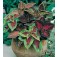 Coleus_blumei_Rainbow_Mix_Buntnessel