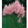 Cortaderia_selloana_Pink_Feather_rosa