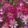 Cosmos_bipinnatus_Cosimo_rot-weiß