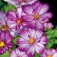 Kosmee_Sweet_kiss