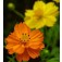 Schmuckkörbchen_Cosmos_sulphureus_Ladybird_Mix
