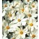 Cosmos_bipinnatus_Gazebo_White