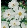 Schmuckkörbchen_Cosmos_bipinnatus_Pshyche_White