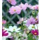 Schmuckkörbchen_Cosmos_bipinnatus_Sensation_Mix
