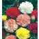 Gartennelke_Dianthus_caryophyllus_Chabaud_Riesen