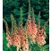 Fingerhut_Digitalis_purpurea_Apricot Delight