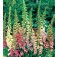 Fingerhut_Digitalis_purpurea_Excelsior_mix