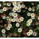 Gänseblümchen_Erigeron_karvinskianus_mix