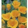 Goldmohn_Eschscholzia_californica_Orange_King