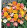 Goldmohn_Eschscholzia_californica_doppelt_Mix 