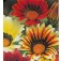 Gazania_rigens_Sunshine_ mix